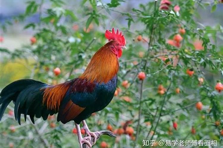 属狗和属马的适合做夫妻吗