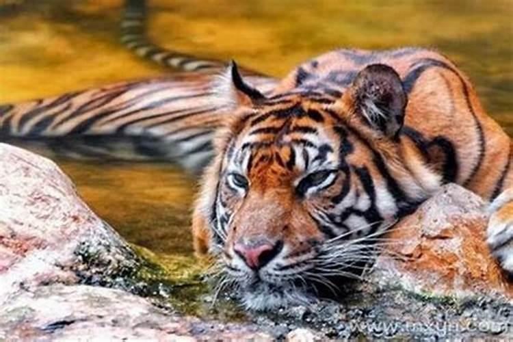 生肖猪2025年运势 属猪2025年运势及运程