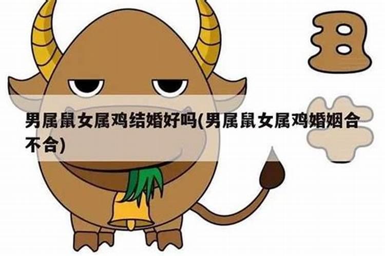 鸡和老鼠八字合不合