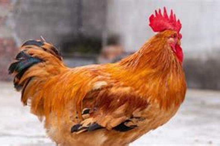 鼠和马能成为夫妻吗
