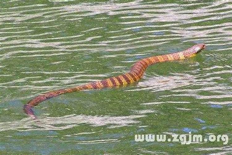 梦见蛇在水中游