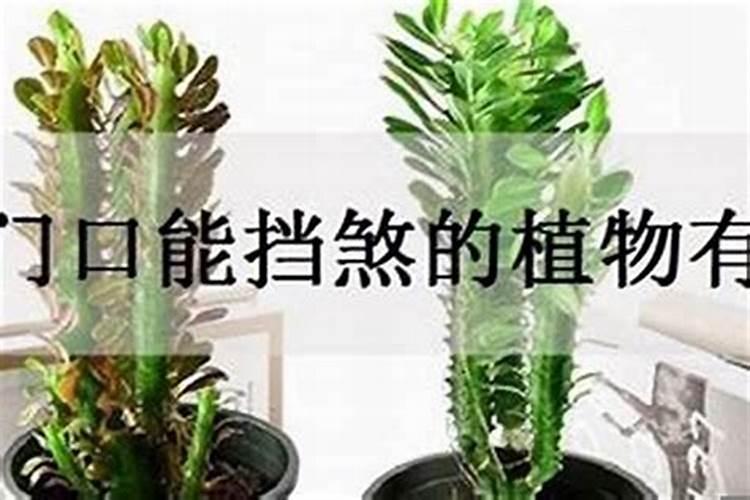 今年猪年的运势怎么样2025年