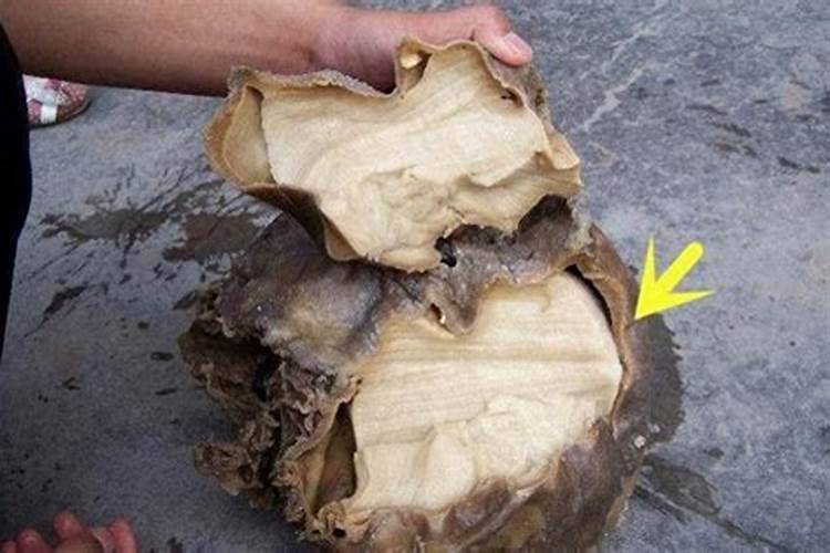 歇后语敢在太岁头上动土、、、胆子不小,打一生肖!
