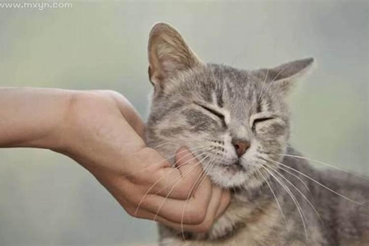 梦见大猫生小猫