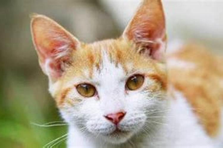梦见猫生小猫有什么征兆