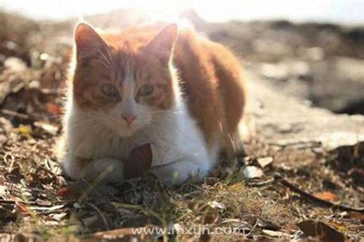 梦见母猫生小猫