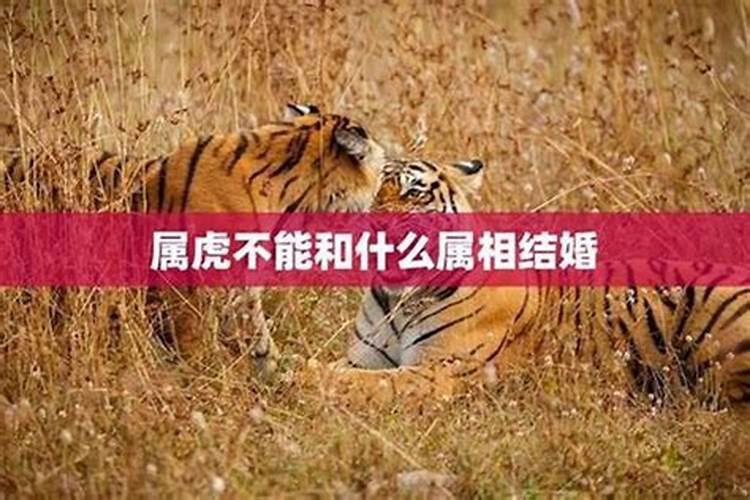99年兔2025年运势及运程