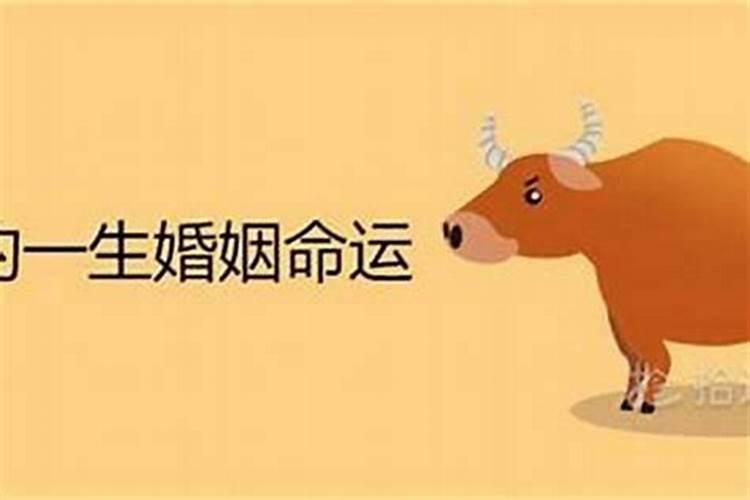 1985年的牛女在2025年的运势