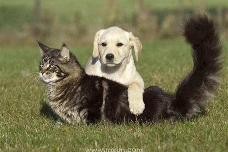 梦见猫生小猫和狗生小狗的预兆