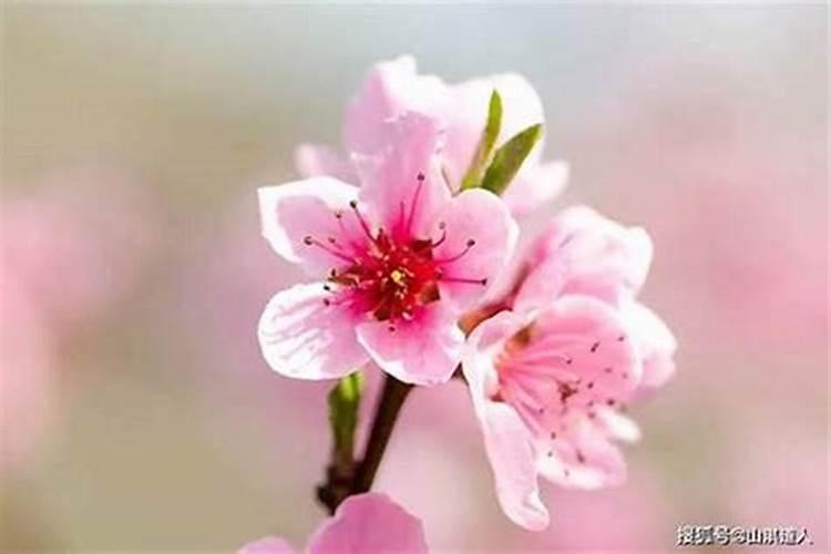 八字测桃花 本命年犯桃花运好不好