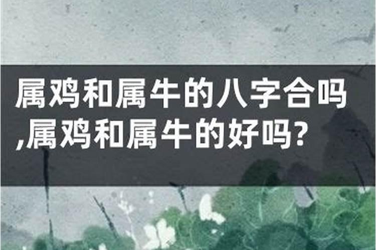 属鸡男和属牛女的婚姻配吗 男属鸡女属牛八字合吗
