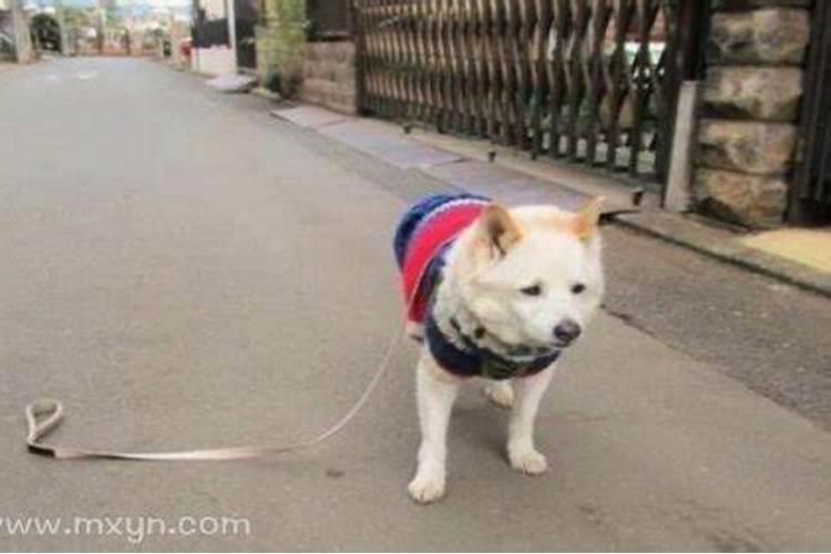 梦见狗丢了是什么意思？