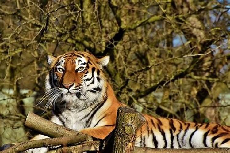 属猴女和属羊男在一起合适吗 羊和猴在一起对谁不利
