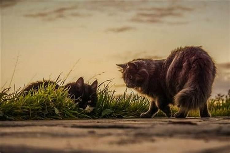 梦见杀死猫见血的预兆