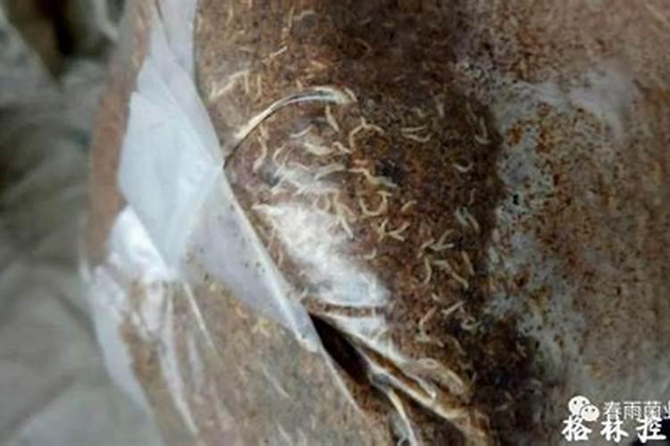 犯太岁红绳戴多久能摘下来？