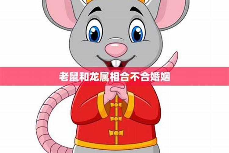 男鼠和女龙相配吗
