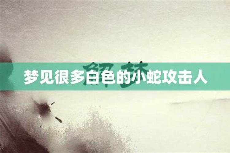 2025属马是什么命