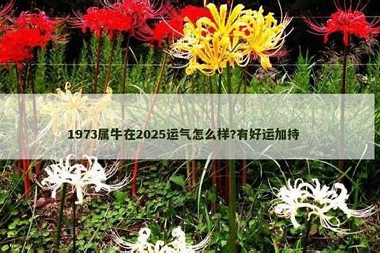 85年牛女2025年的运势和婚姻