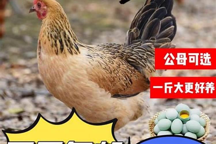 1980年属猴2024年冲太岁运气如何 80年42岁生肖猴犯太岁如何化解