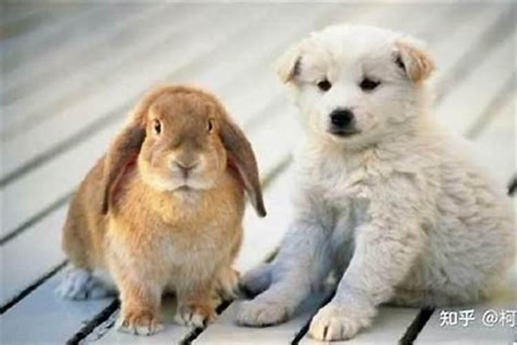 属兔的人能养猫吗