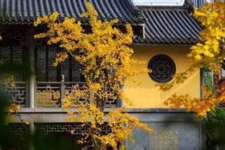 82年属狗今年的财运怎样,82属狗未来5年运势