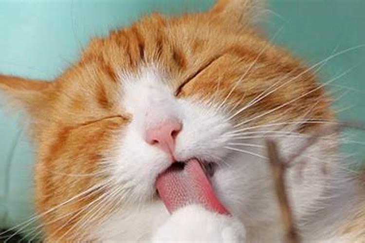 梦见死猫是什么意思周公解梦