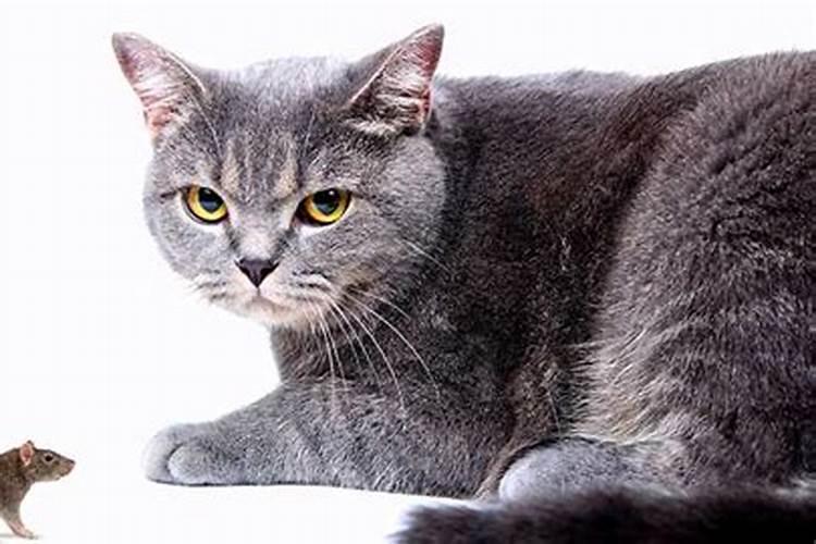 梦见老鼠和猫友好相处的预兆