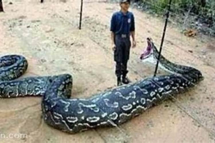 梦见大蟒蛇吃自己家人