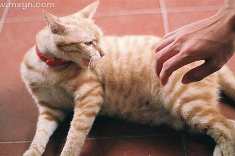 男人梦见猫的七大预兆