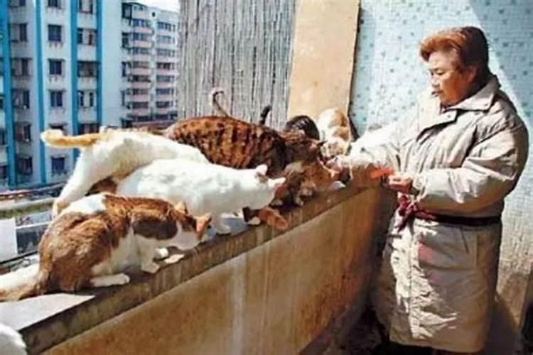 梦见被猫咬是什么意思