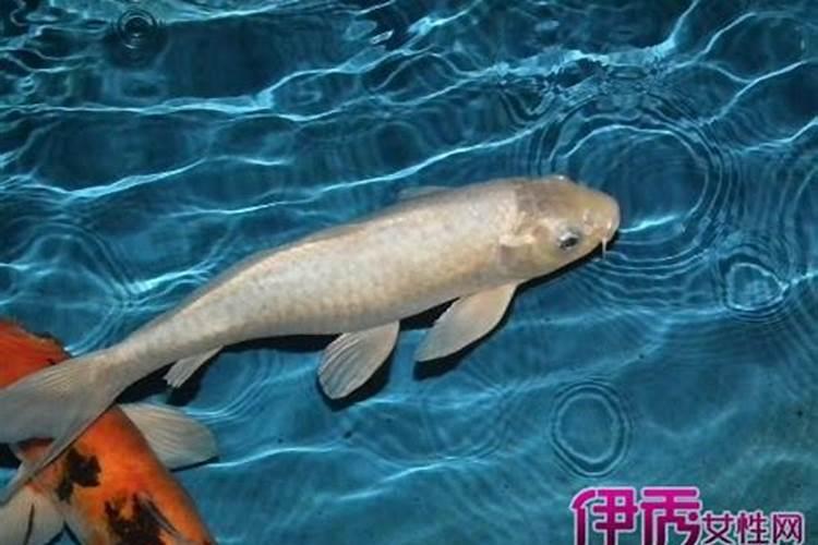 梦见活着的亲人死了又活过来了的预兆