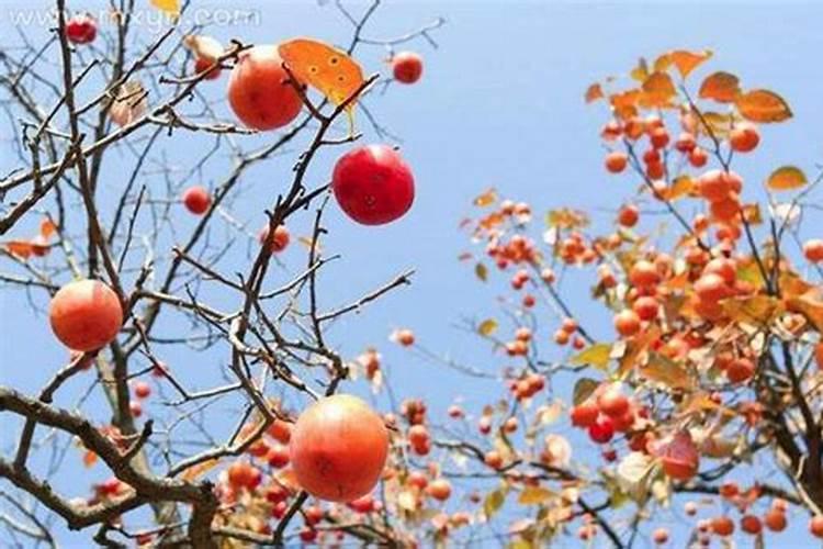 生辰八字算结婚吉日 如何用生辰八字算结婚日期？