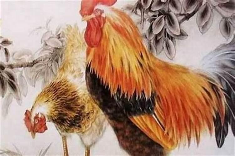 鸡年犯太岁的生肖有哪些 鸡年犯太岁如何化解