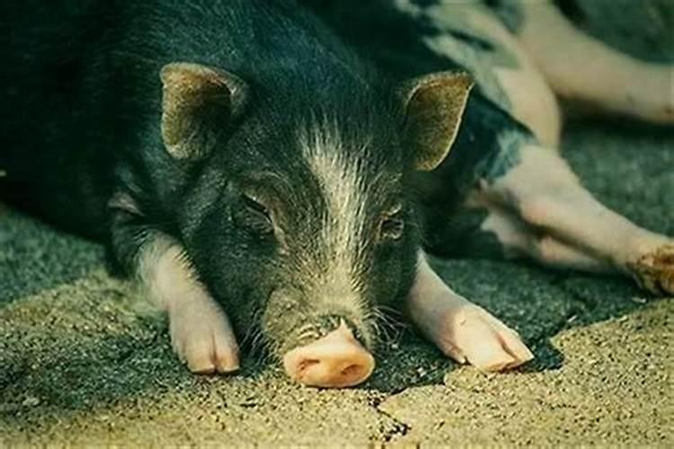 梦见养猪牛羊是什么意思？