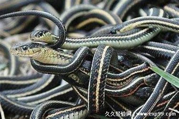 2025大年初一生肖禁忌