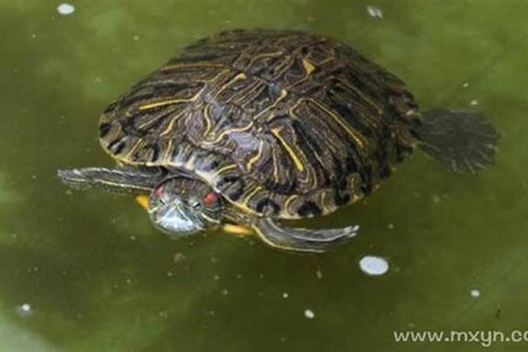 梦见大乌龟在水里游