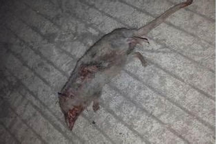 梦见死老鼠是什么预兆 女性