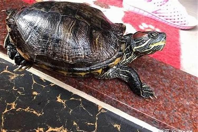 破太岁怎么化解简单快捷有效化解太岁小妙招