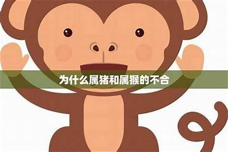 2019年猪年,哪个属相犯太岁