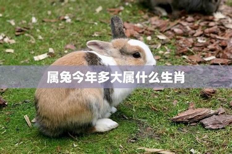 属免今年几岁2025