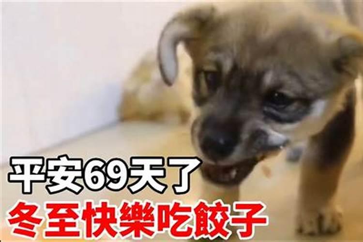 冬至的狗狗取个名字