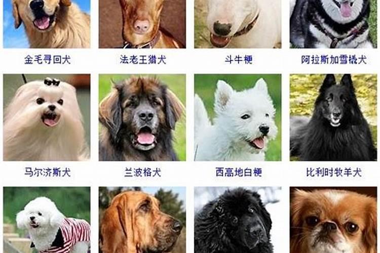 刚出生16天的小哈士奇可以喂小米汤和水吗