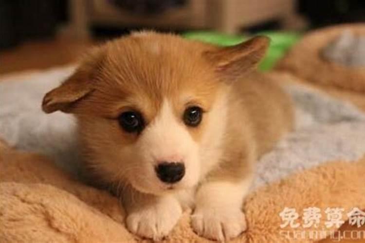 属狗什么月份出世不好 属狗几月出生最不好命
