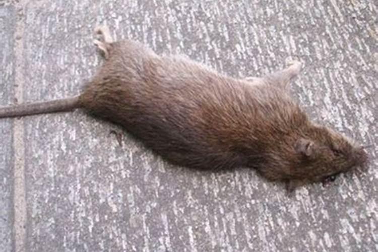 梦见死老鼠是什么意思