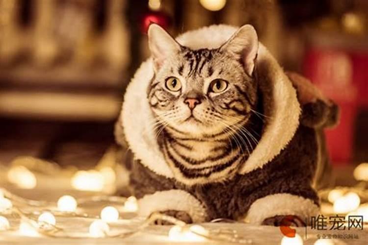 为什么说猫通灵性,什么属相不能养猫？