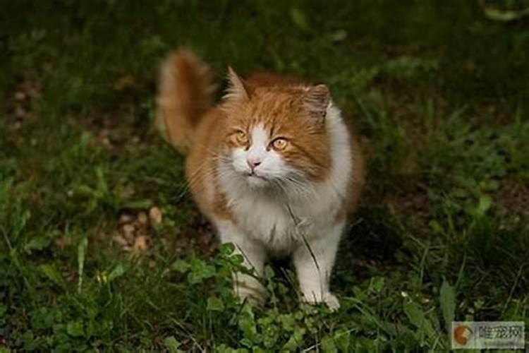 什么属相的人不可以养猫？