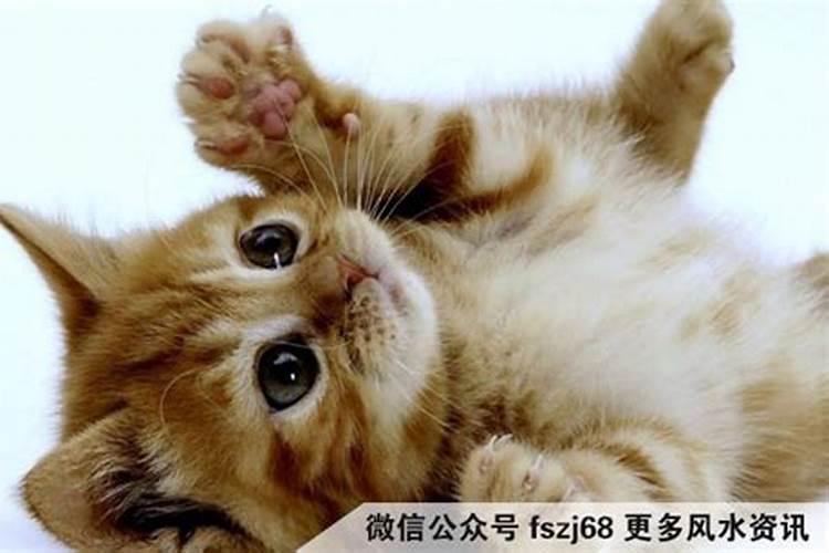 什么属相不能养猫是真的还是假的猫到底是招财还是来灾