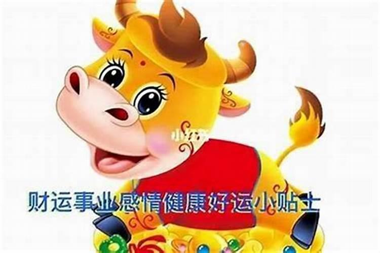 1985属牛35以后大运属牛36岁本命年要注意什么