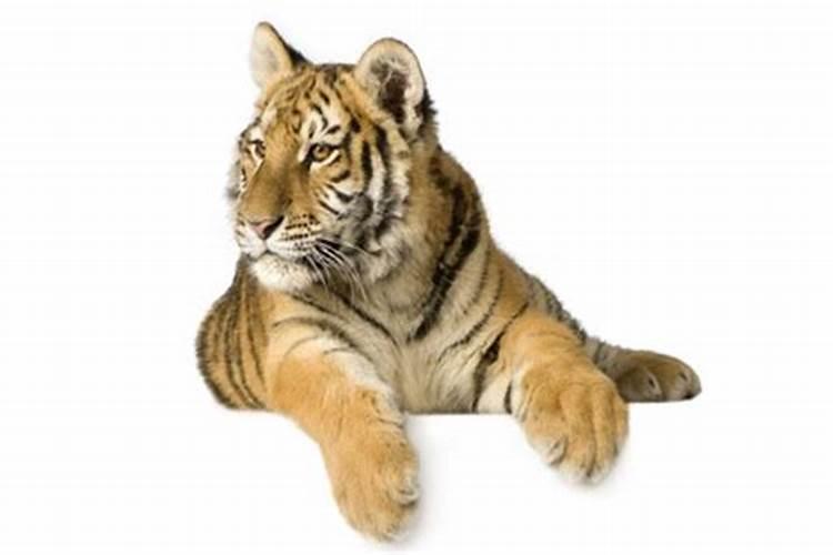 马和猴的婚姻相合吗？