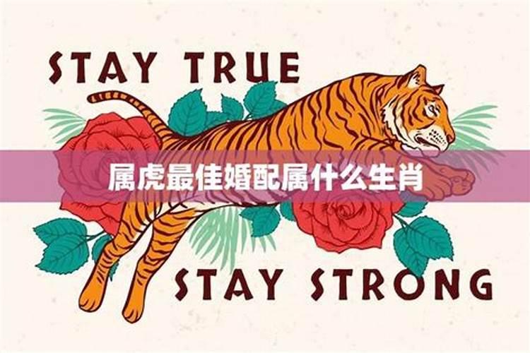 属虎的和什么属相最配